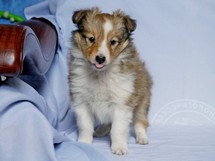 puppies