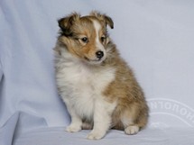 puppies
