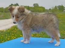 puppies