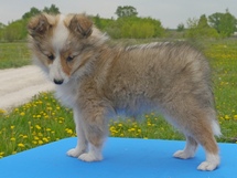 puppies