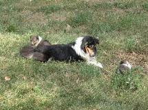 puppies