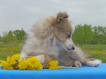 puppies