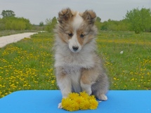 puppies
