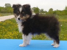 puppies