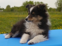 puppies