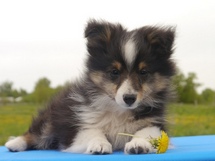 puppies