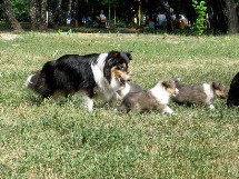 puppies