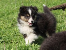 puppies
