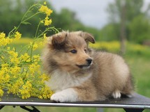 puppies