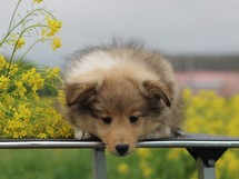 puppies