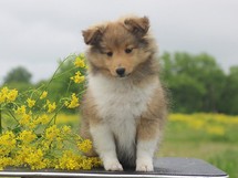 puppies