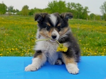 puppies