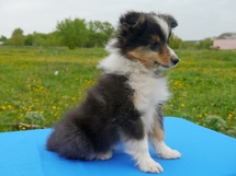 puppies