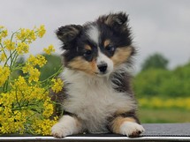 puppies