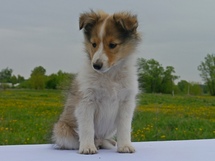 puppies