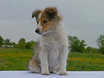 puppies