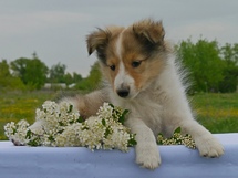 puppies