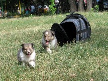 puppies