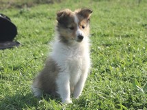 puppies
