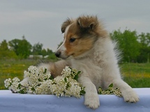 puppies