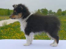 puppies