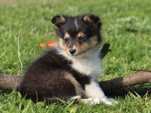 puppies