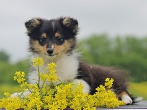 puppies