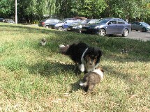 puppies