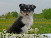 puppies