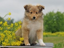 puppies