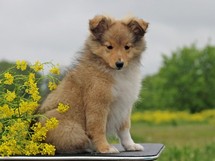 puppies