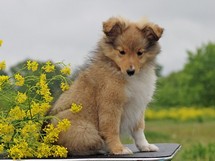 puppies