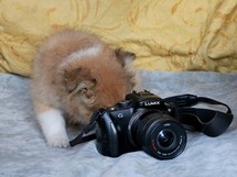 puppies