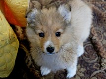 puppies