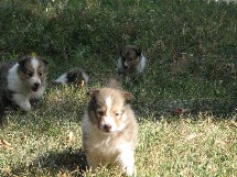 puppies