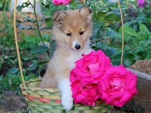 puppies