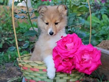 puppies