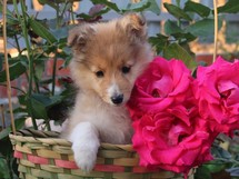 puppies