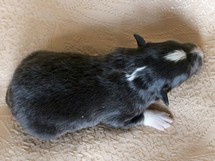 puppies
