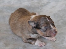 puppies