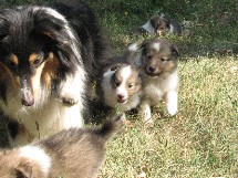 puppies