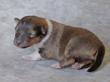 puppies