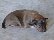 puppies