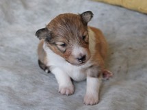 puppies