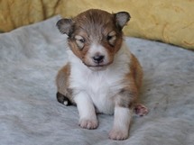 puppies