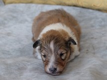 puppies