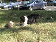 puppies
