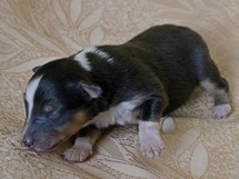 puppies