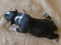 puppies
