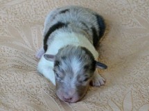 puppies